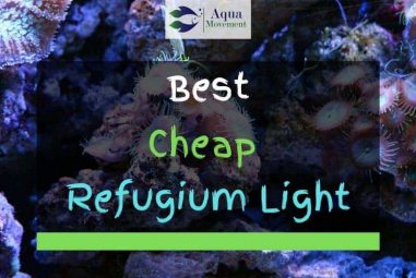 4 Best Cheap Refugium Lights In 2023