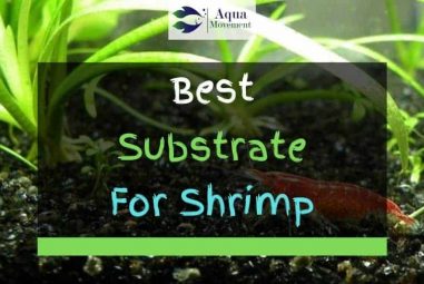 6 Best Substrates For Shrimps In 2023