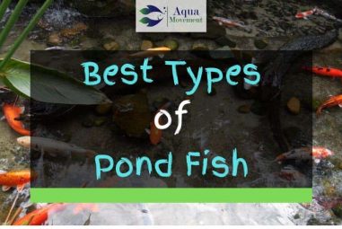 13 Best Types of Backyard Pond Fish (With Pictures)