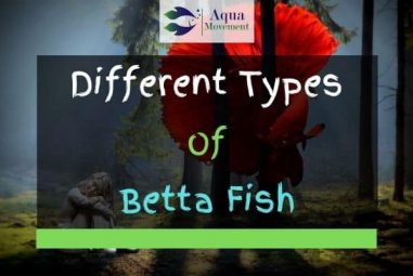 45 Different Types Of Betta Fish (With Pictures)