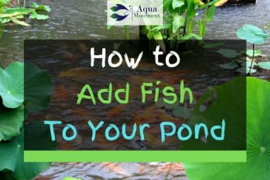 How to Add Fish to Your Backyard Pond