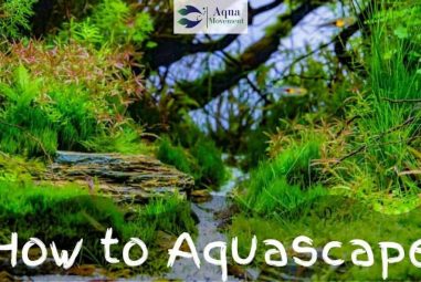 How To Aquascape: A Full Guide