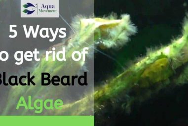 How to Get Rid of Black Beard Algae ( Black Brush Algae) in Aquarium
