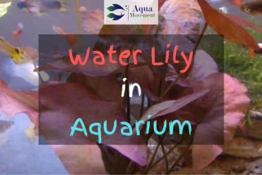Water Lily in Aquarium – Unusual, yet Beautiful